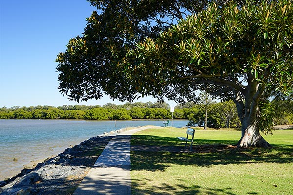Moreton Bay fig tree bayside walkway Victoria Point QLD